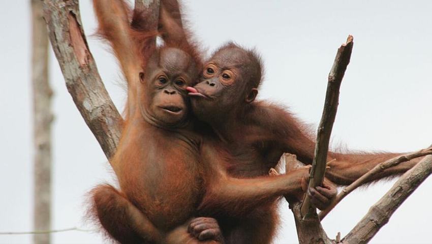 Meet the Orangutans at Samboja Lestari in Borneo!