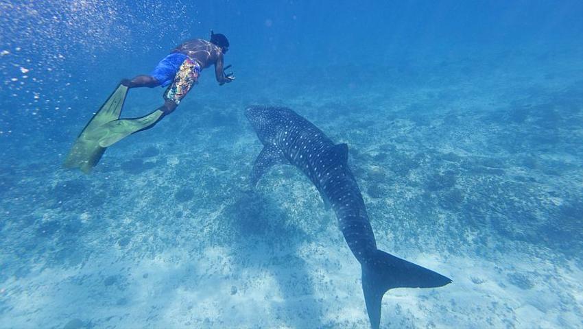 The Whale Shark Conservation Project Launches