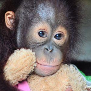 Samboja Lestari Orangutan Volunteer Project