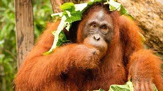 Nyaru Menteng Orangutan Sanctuary - Project Video