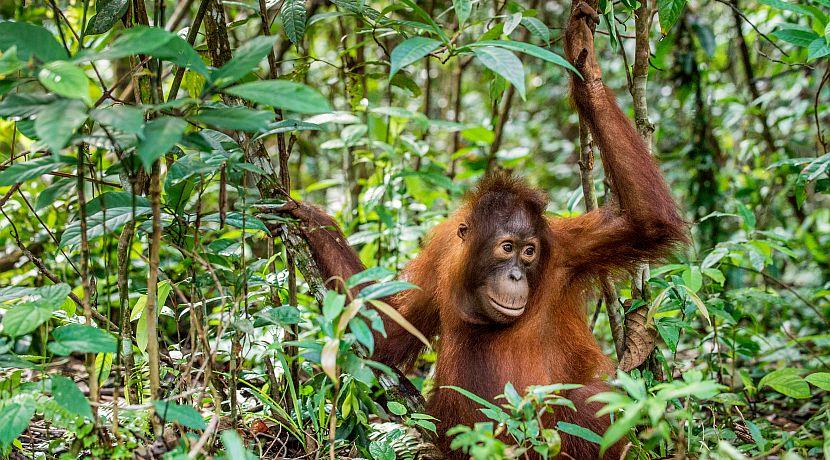 An Update From Samboja Lestari - 6 More Orangutans Released Into The Wild!