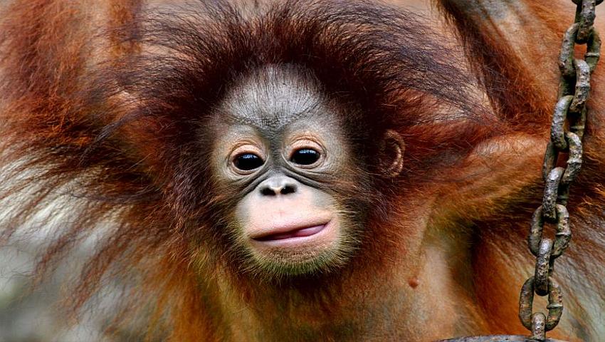 Orangutans By Numbers - Our Top 8 Facts