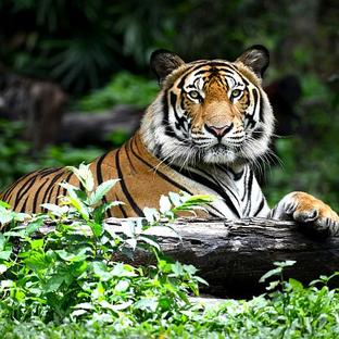 International Tiger Day 2017 - Some Roarrr-Some Facts About These Fierce Felines!