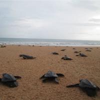 The Great Turtle Project – A Typical Day In The Life Of A Volunteer
