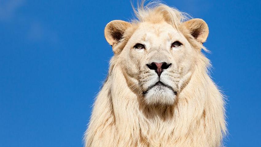 Spectacular South Africa - Things To Do On Your Days Off During The White Lion Conservation Project