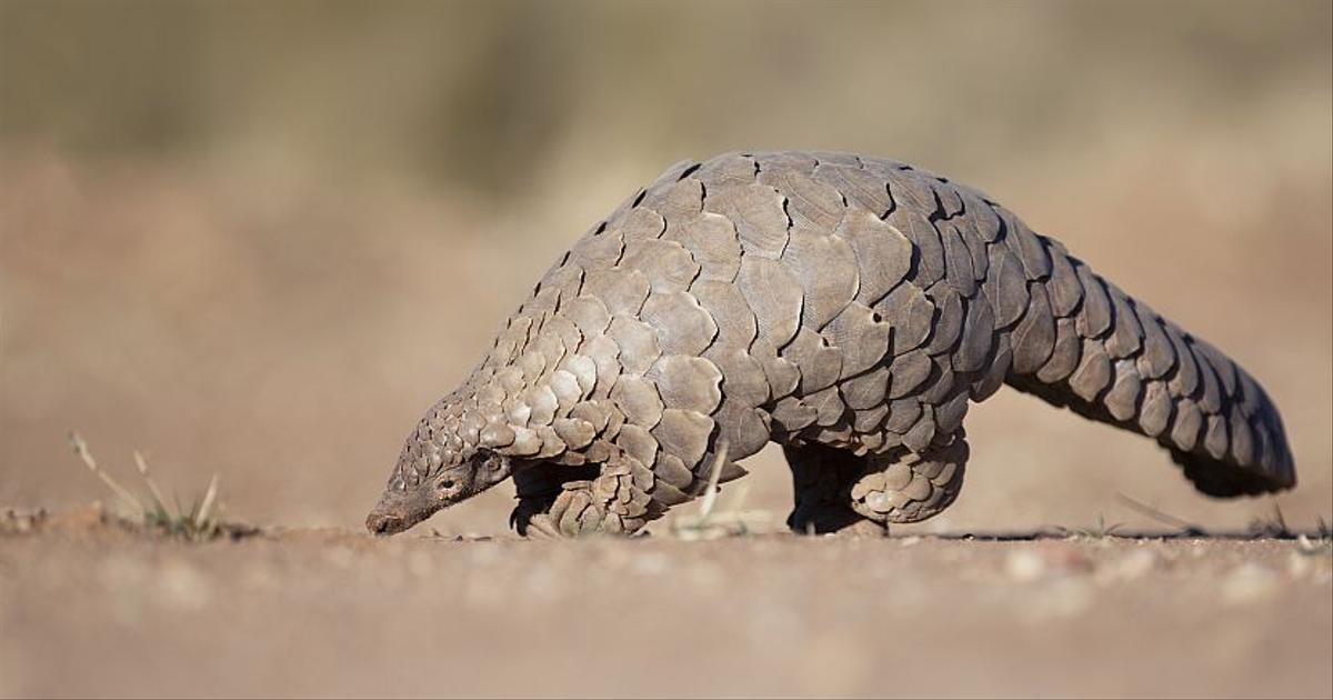 10 Facts You Didn't Know About The Pet Trade The Great Projects