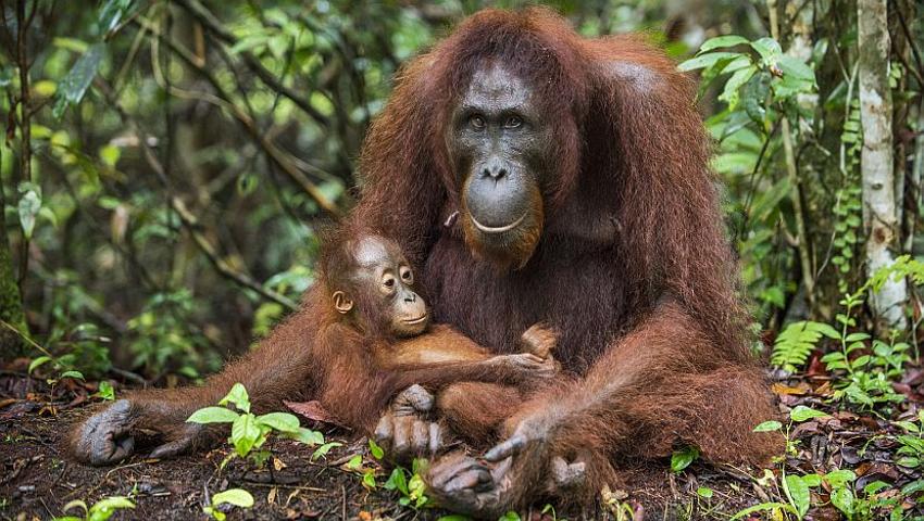 The Bornean Orangutan Is Now Critically Endangered
