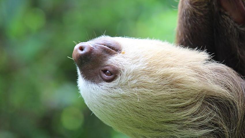 Welcome To The Jungle - Read Leanne's Account About Of The Sloth Conservation And Wildlife Experience!