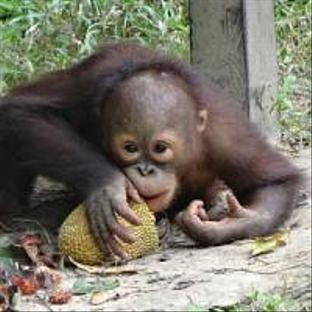 The Great Orangutan Project Video