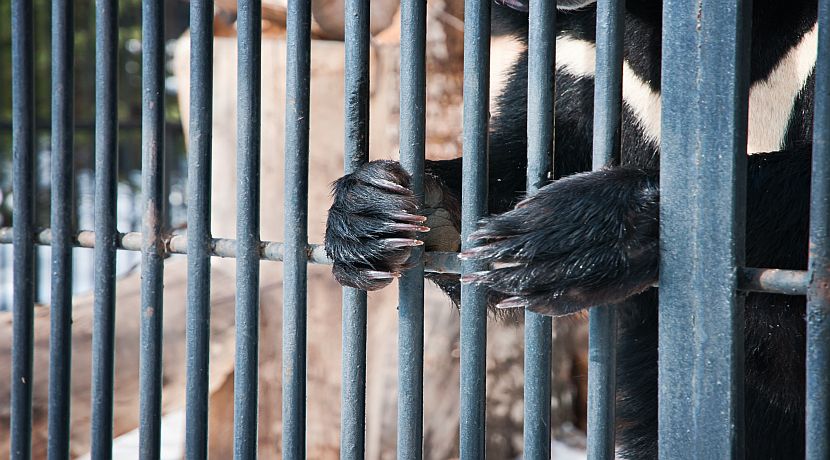 The Practise Of Bear Paw Soup | The 