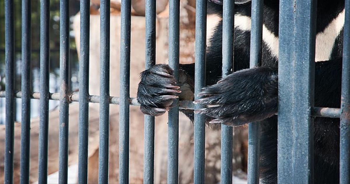 The Practise Of Bear Paw Soup The Great Projects