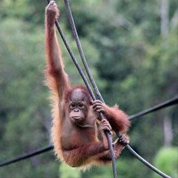 Meet the Orangutans at Samboja Lestari in Borneo!