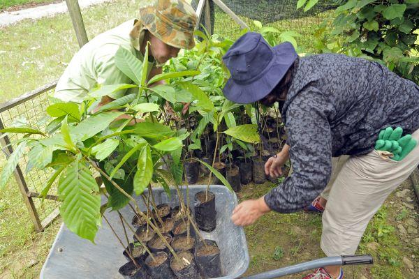 Tree Planting on The Great Orangutan and Pygmy Elephant Project