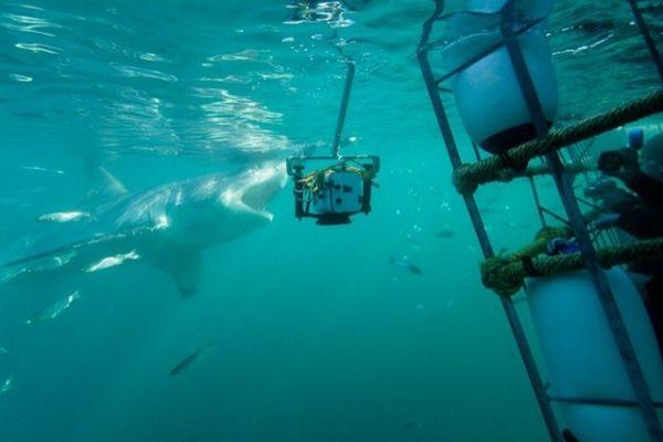 Great White Shark View from a Cage