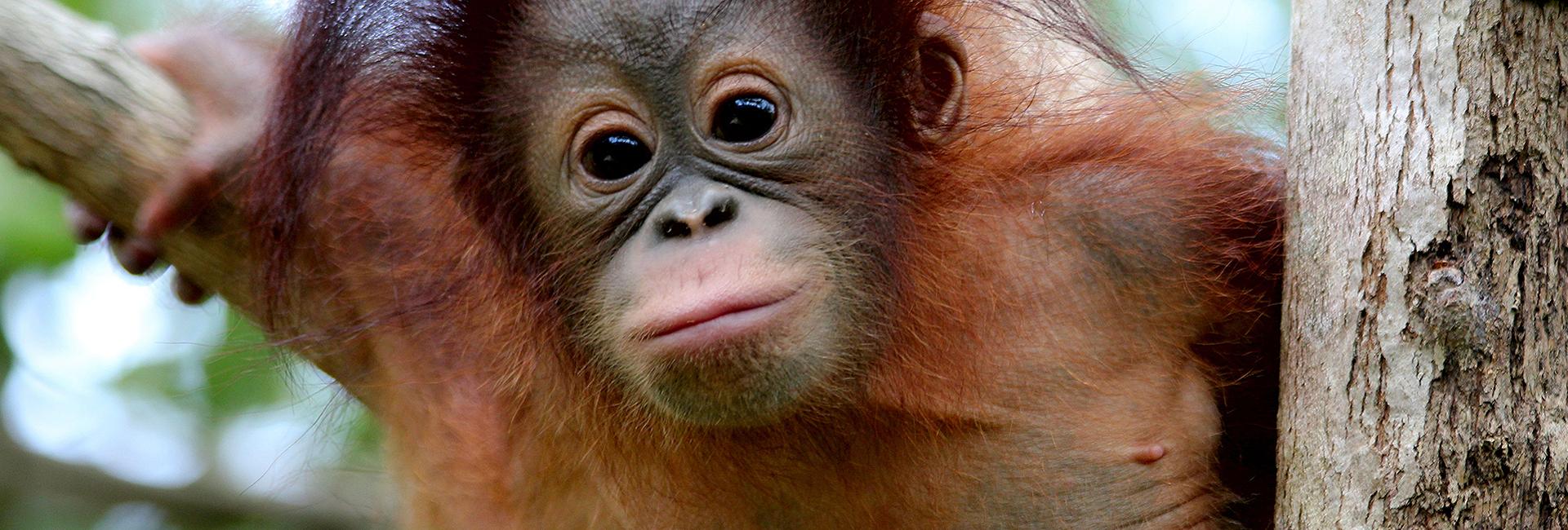 Orangutan Conservation