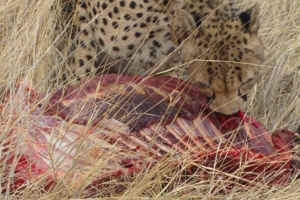 Feeding the Cheetahs at the Carnivore Conservation and Research Project