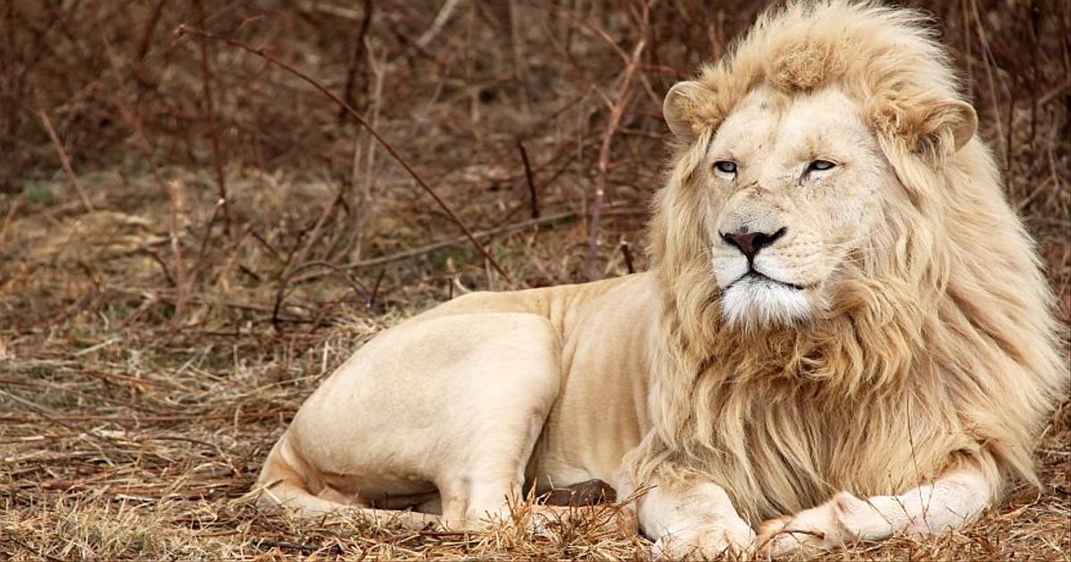 White Lion Conservation | The Great Projects White Lion Conservation | The Great Projects