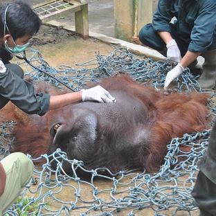 An Orangutan Release In Pictures - See How The 7 Orangutans At Samboja Were Released!