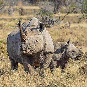 Should South Africa Adopt A Shoot-To-Kill Policy To Protect Its Wildlife?