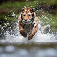 Why Are There No Tigers In Africa?