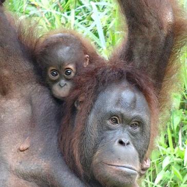 Read All About Marion's Experience On The Samboja Lestari Orangutan Volunteer Project!