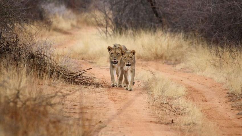 Namibia Wildlife Sanctuary's Roaring Success At TimBila