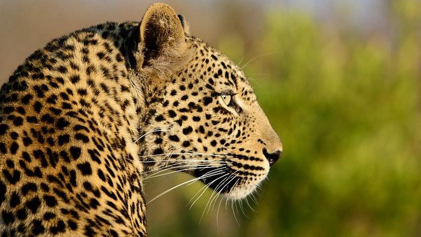 Human - Wildlife Conflict In Namibia