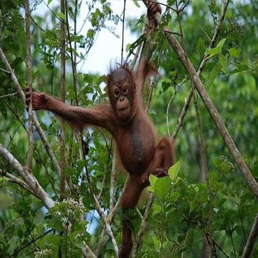 Why Orangutan Conservation is Necessary 
