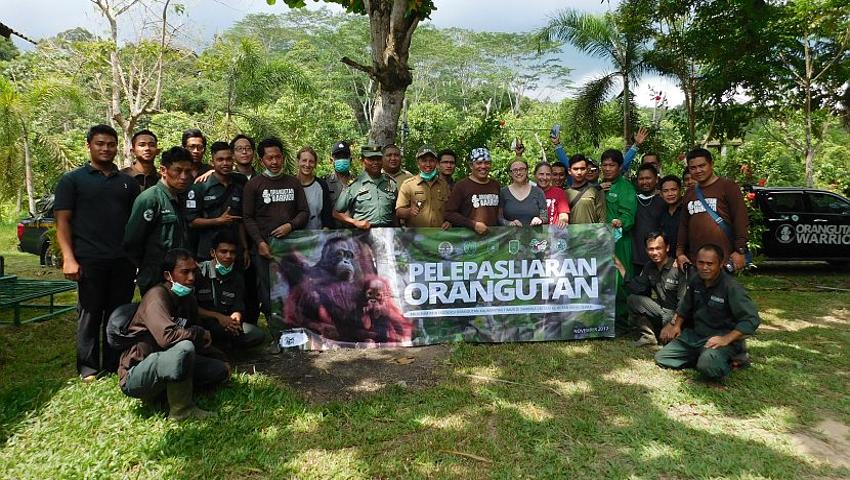 5 Orangutans Have Been Released Into The Wild At The Samboja Lestari Orangutan Project!