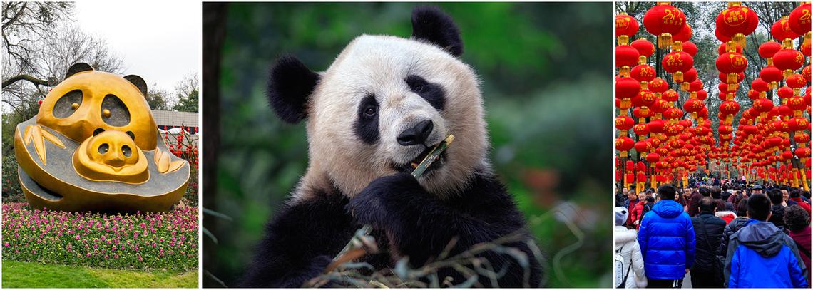 Panda Volunteer Experience in China