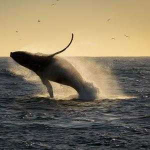 Experience Humpback Whale Season In Mozambique This Summer! 