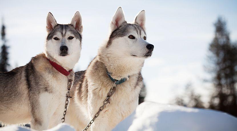 Discover How The Husky Has Earned Its Place In Finnish History!