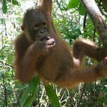 Update from IAR Orangutan Project Indonesia: The Babies Are Close To Release!