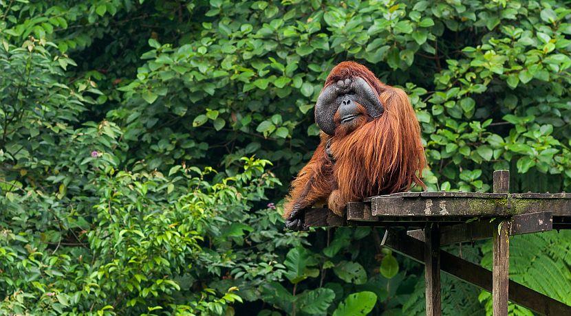 What Makes The Great Orangutan Project Great?