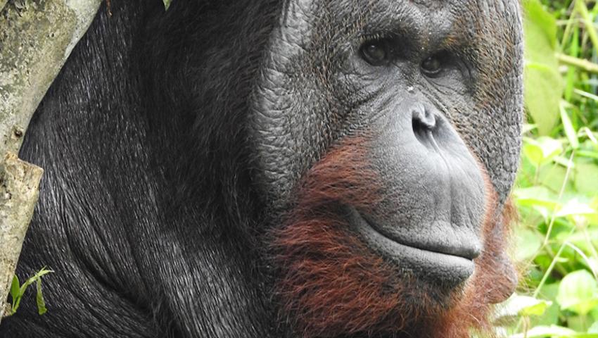 Kopral The Orangutan Moves Onto Island 3 During Lockdown!