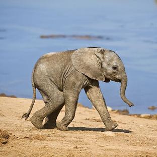 Our Top 8 Cute Elephants - We Bet You Can't Find Cuter! 