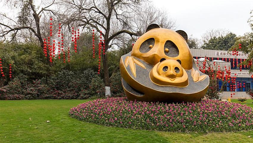 How The Chengdu Panda Base Has Changed The Face Of Conservation In China