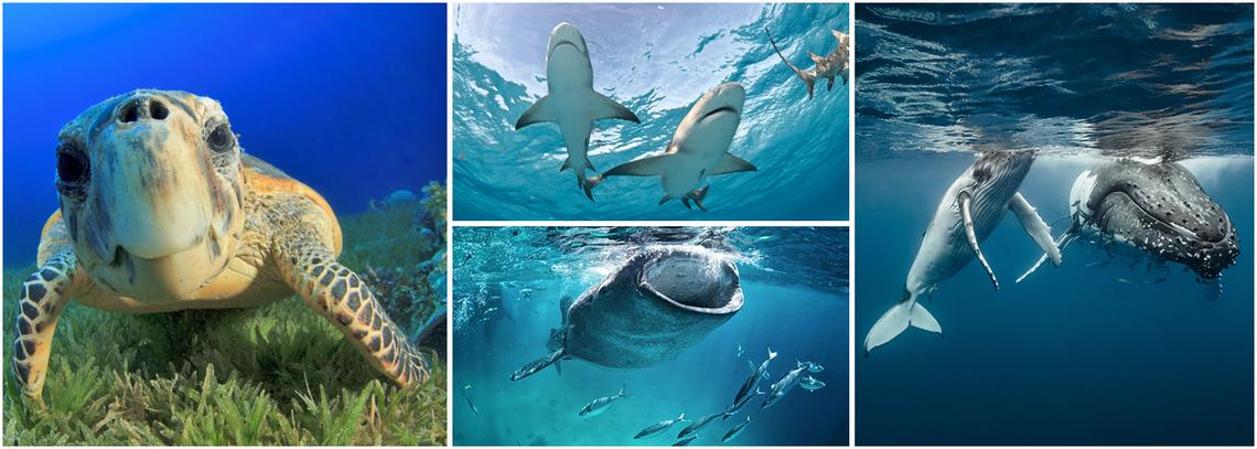 Become A Marine Conservation Volunteer | The Great Projects