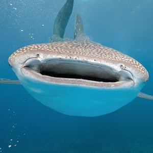 International Whale Shark Day 2016 - They Need Our Help! 