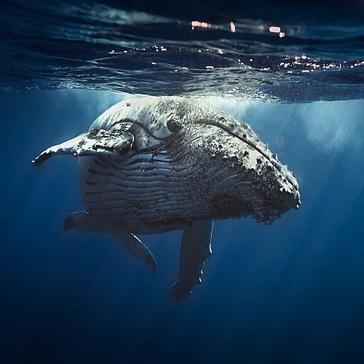 Whale Facts - Learn All About These Fascinating Creatures!