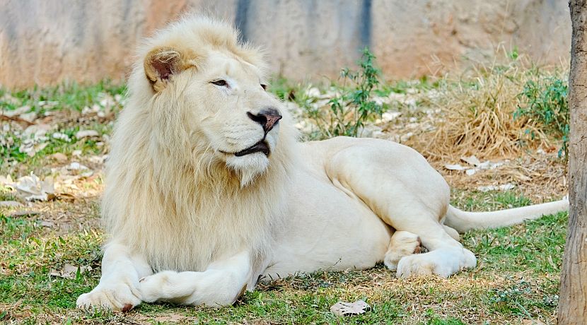 The White Lion population needs help | The Great Projects