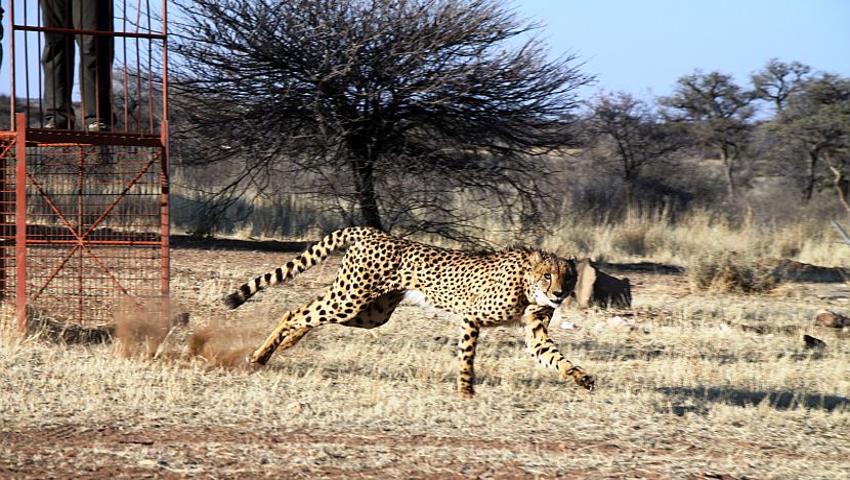 Cheetahs Released onto Selati Game Reserve