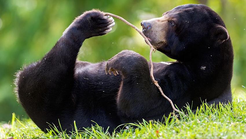 An Update From Samboja - The New Sun Bear Enrichment Area Is Open For Business!
