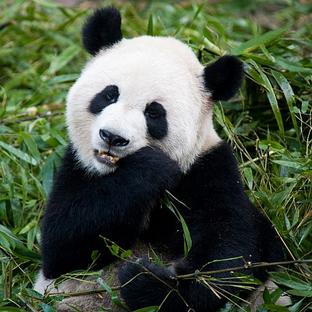 How The Chengdu Panda Base Has Changed The Face Of Conservation In China