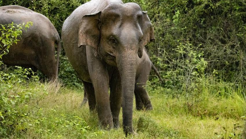 The Impact Of The Great Elephant Project On Human-Elephant Conflict In Sri Lanka