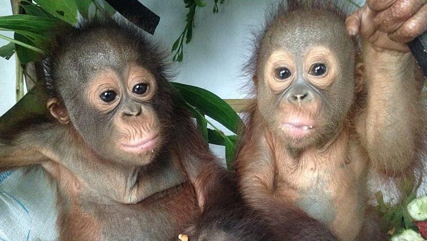 The Story of Budi the Baby Borneo Orangutan