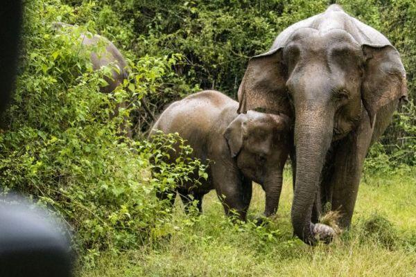 Elephants in Wasgamuwa National Park