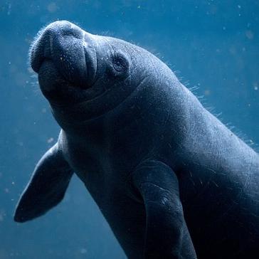 Manatee Appreciation Day 2017 - Learn More About These Lovable Marine Mammals!