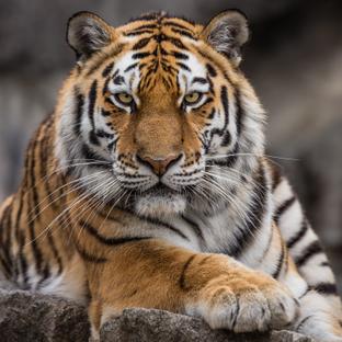 How Many Tigers Are Left In The Wild?