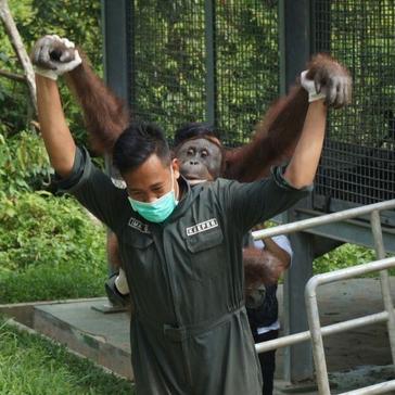 5 Orangutans Released Into The Wild In Borneo!